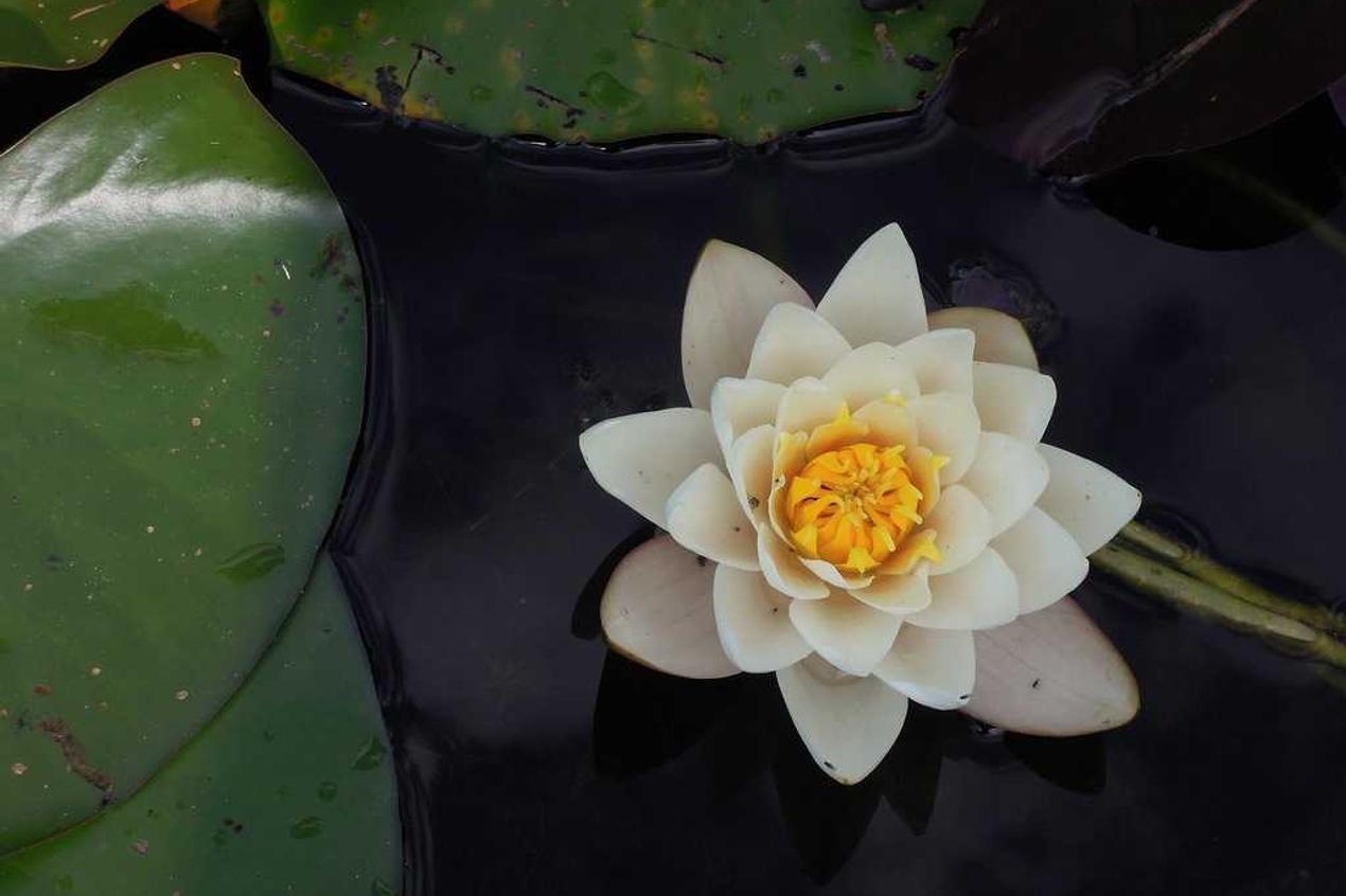 Nesciunt optio incidunt porro